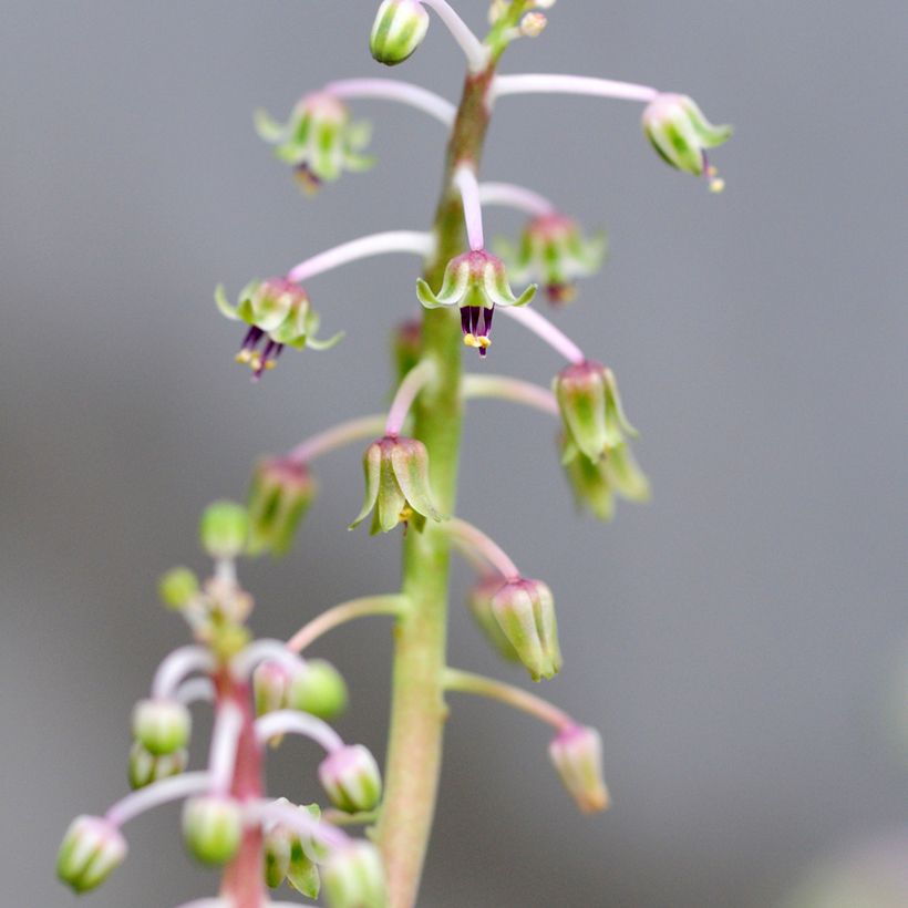 Ledebouria socialis (Blüte)