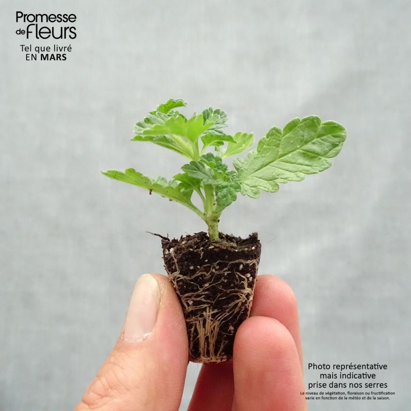 Exemplar von Leonotis leonurus - Afrikanisches Löwenohr Mini-Plug Ø 3/4 cm wie im Frühjahr geliefert