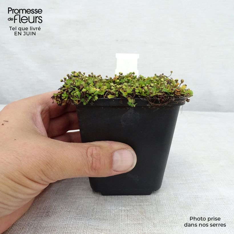 Exemplar von Leptinella dioica Minima - Fiederpolster Kleine Töpfe von 8/9 cm wie im Sommer geliefert