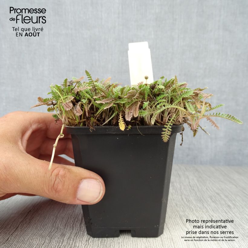 Exemplar von Leptinella potentillina - Fingerkraut Fiederteppich Kleine Töpfe von 8/9 cm wie im Sommer geliefert