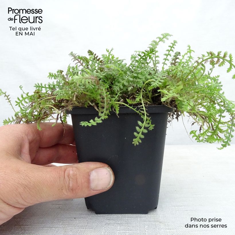 Exemplar von Leptinella squalida Platt's Black - Fiederpolster Kleine Töpfe von 8/9 cm wie im Frühjahr geliefert