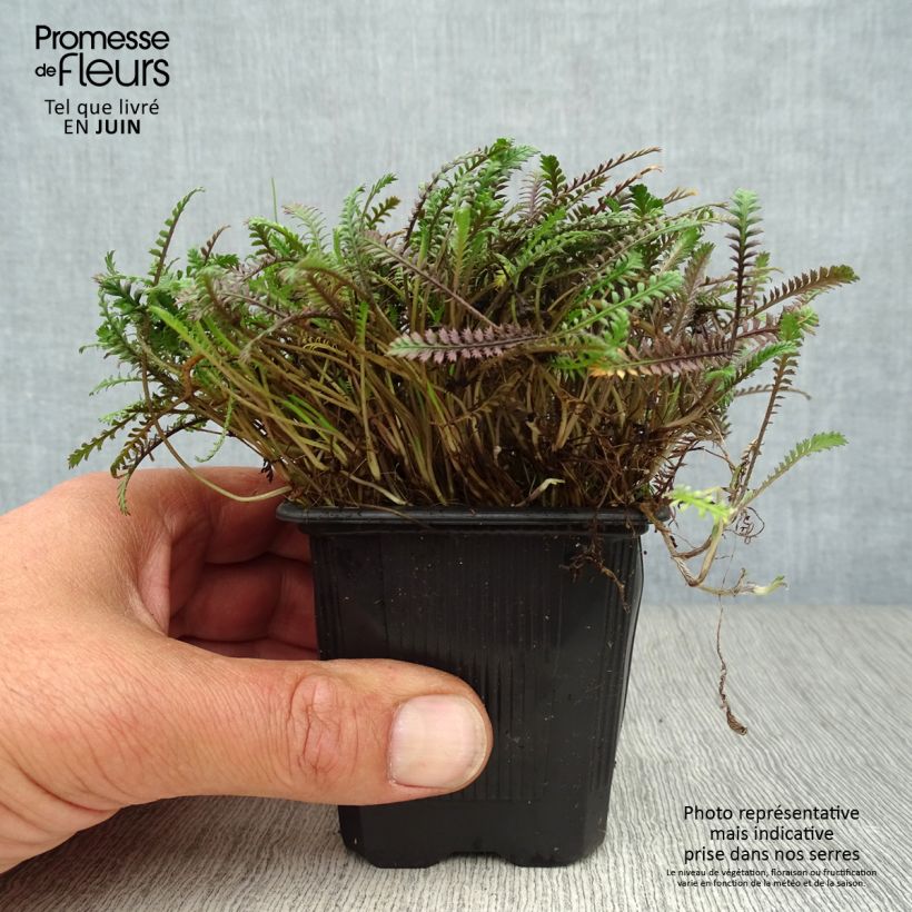 Exemplar von Leptinella squalida Platt's Black - Fiederpolster Kleine Töpfe von 8/9 cm wie im Sommer geliefert