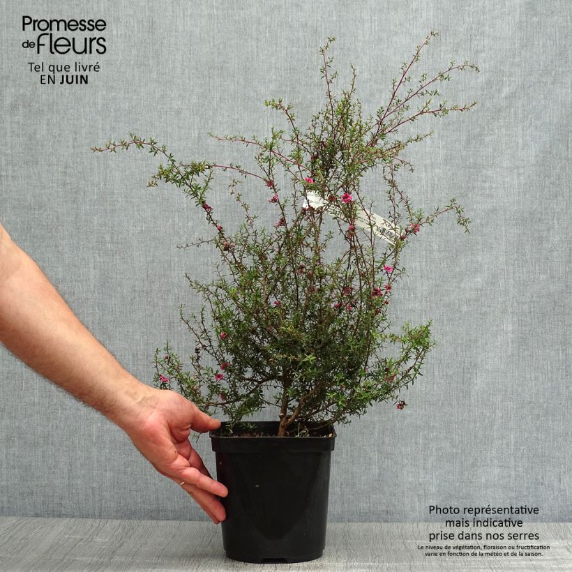 Exemplar von Leptospermum scoparium Wiri Kerry - Steinsame Topf mit 2L/3L wie im Sommer geliefert
