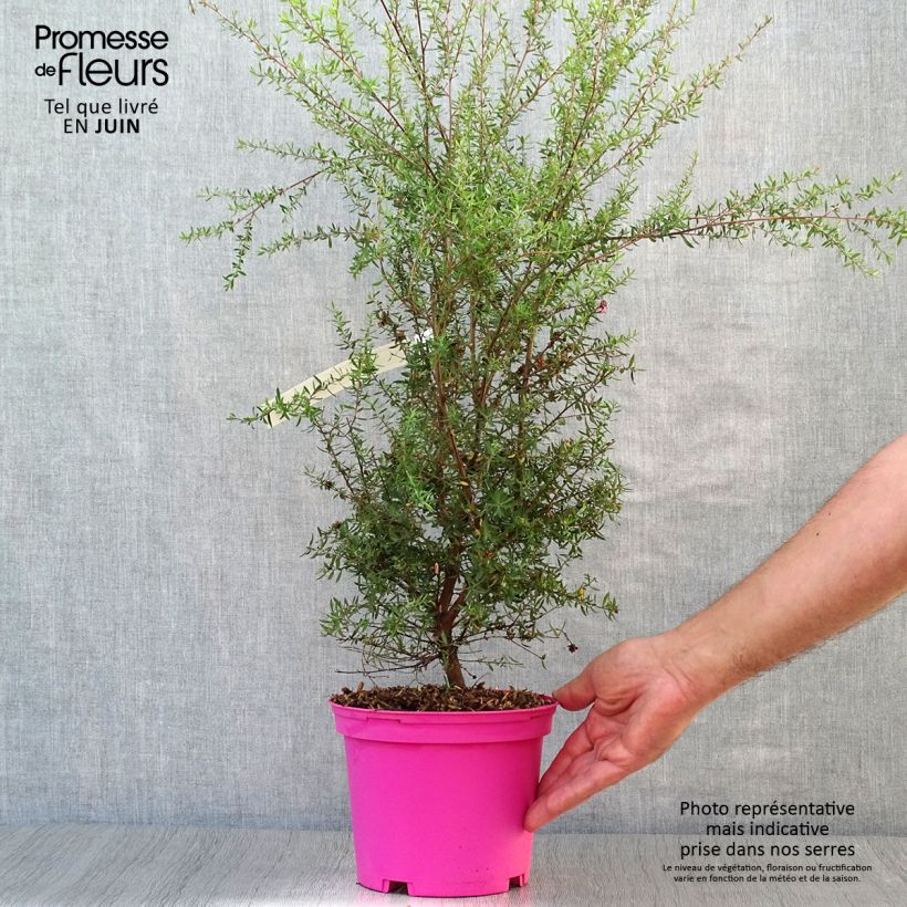 Exemplar von Leptospermum scoparium Martini - Steinsame Topf mit 2L/3L wie im Sommer geliefert