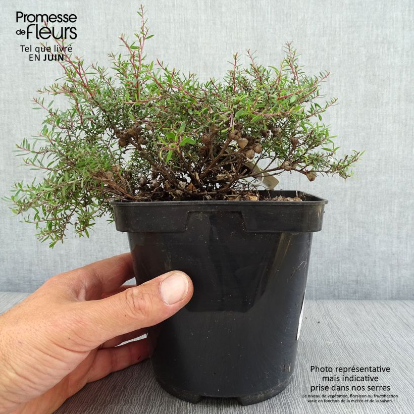 Exemplar von Leptospermum scoparium Nanum Kiwi - Steinsame Topf mit 2L/3L wie im Sommer geliefert