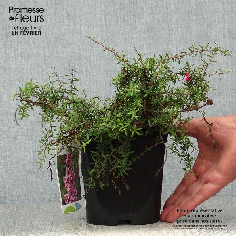 Exemplar von Leptospermum scoparium Red Falls - Steinsame Topf mit 2L/3L wie im Herbst geliefert