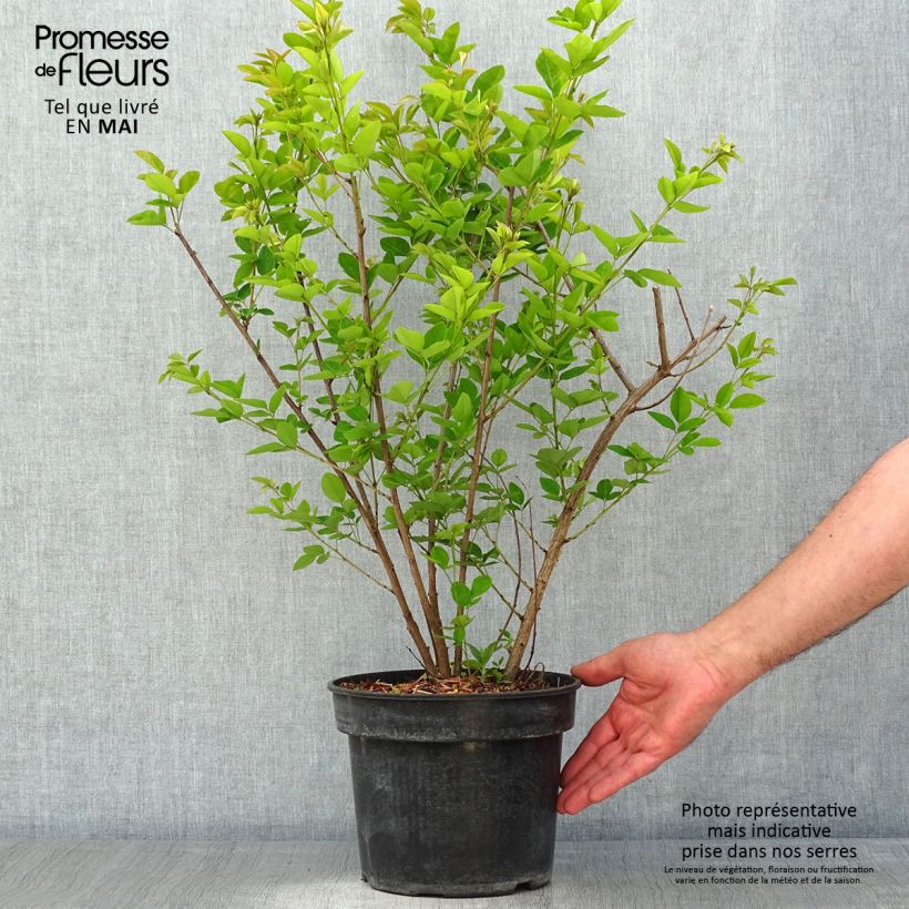 Exemplar von Lespedeza thunbergii Edo-Shibori - Thunbergs Buschklee Topf mit 3L/4L wie im Frühjahr geliefert