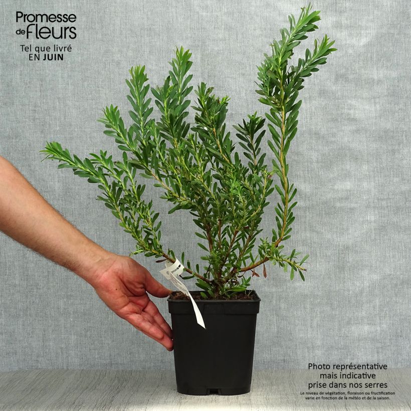 Exemplar von Leucadendron salignum Devil's Blush Topf mit 3L/4L wie im Sommer geliefert