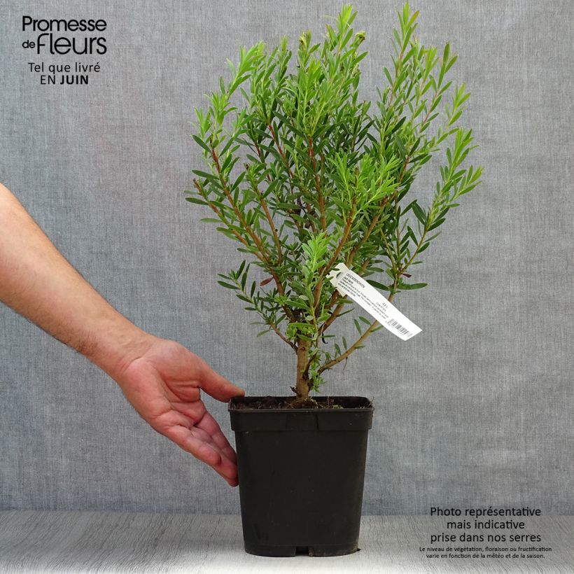 Exemplar von Leucadendron Jack Harre Topf mit 3L/4L wie im Sommer geliefert