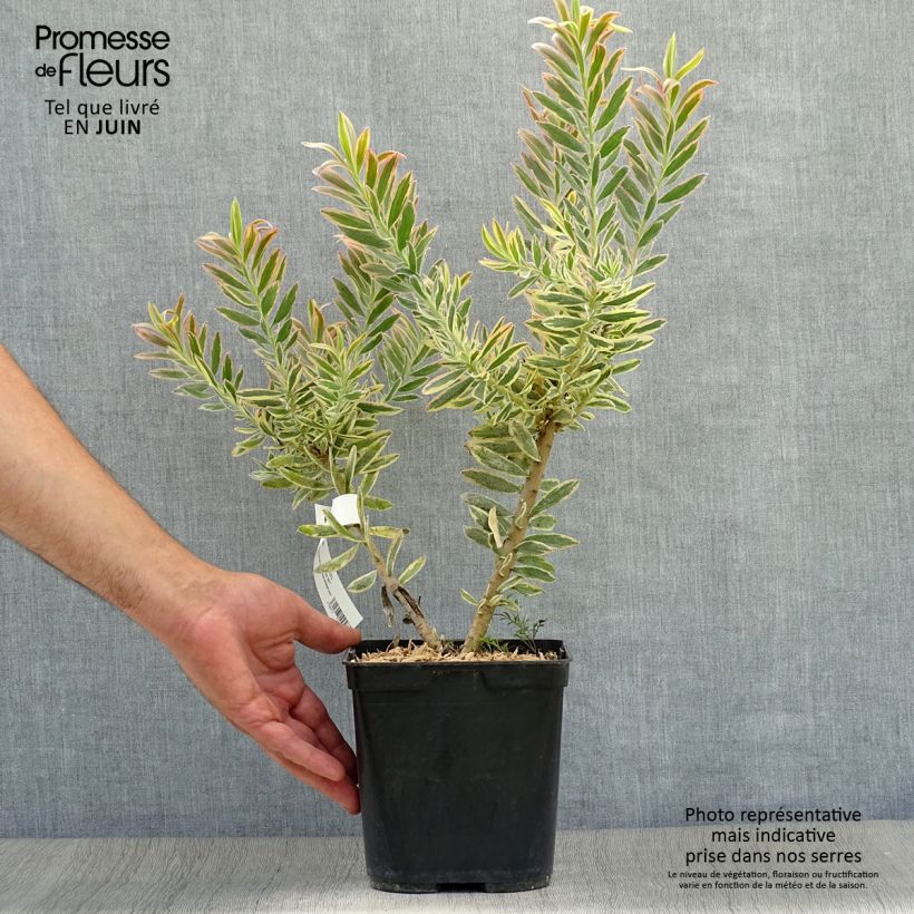 Exemplar von Leucadendron Jester Topf mit 3L/4L wie im Sommer geliefert