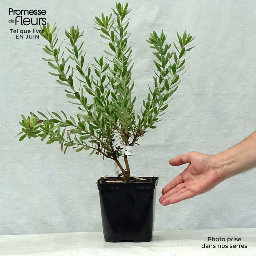 Exemplar von Leucadendron Sundance Topf mit 3L/4L wie im Sommer geliefert