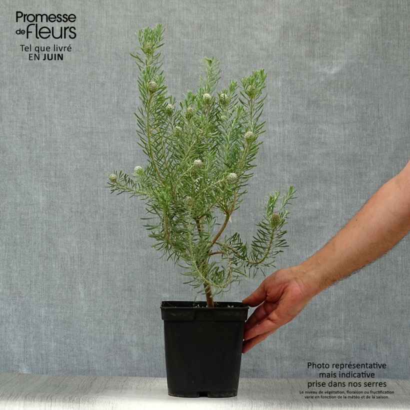 Exemplar von Leucadendron galpinii Carlin Topf mit 3L/4L wie im Sommer geliefert