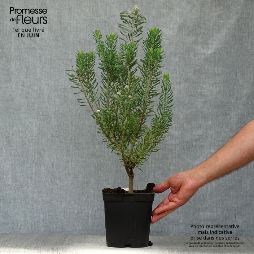 Exemplar von Leucadendron galpinii Purple Haze Topf mit 3L/4L wie im Sommer geliefert
