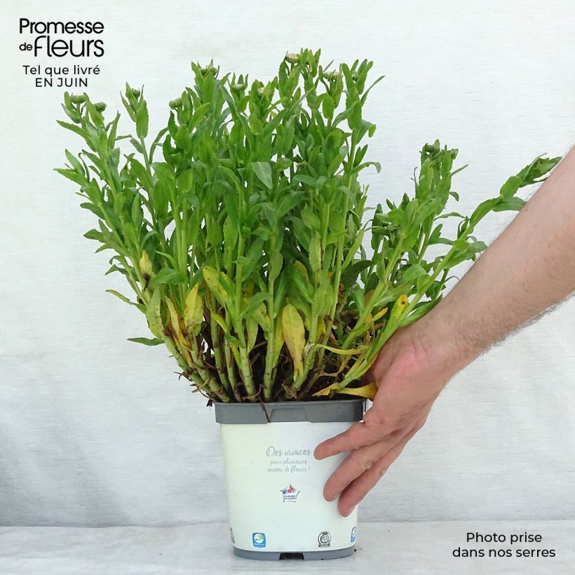 Exemplar von Großblumige Garten-Margerite Snow Lady - Leucanthemum Topf mit 2L/3L wie im Sommer geliefert