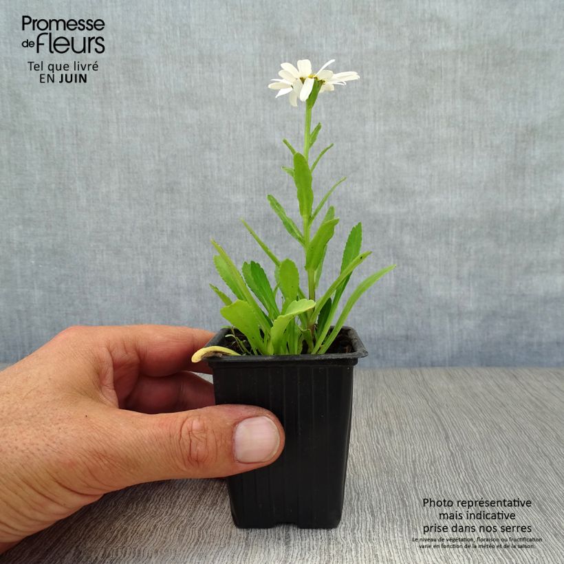 Exemplar von Großblumige Margerite Etoile d'Anvers - Leucanthemum Kleine Töpfe von 7/8 cm wie im Sommer geliefert