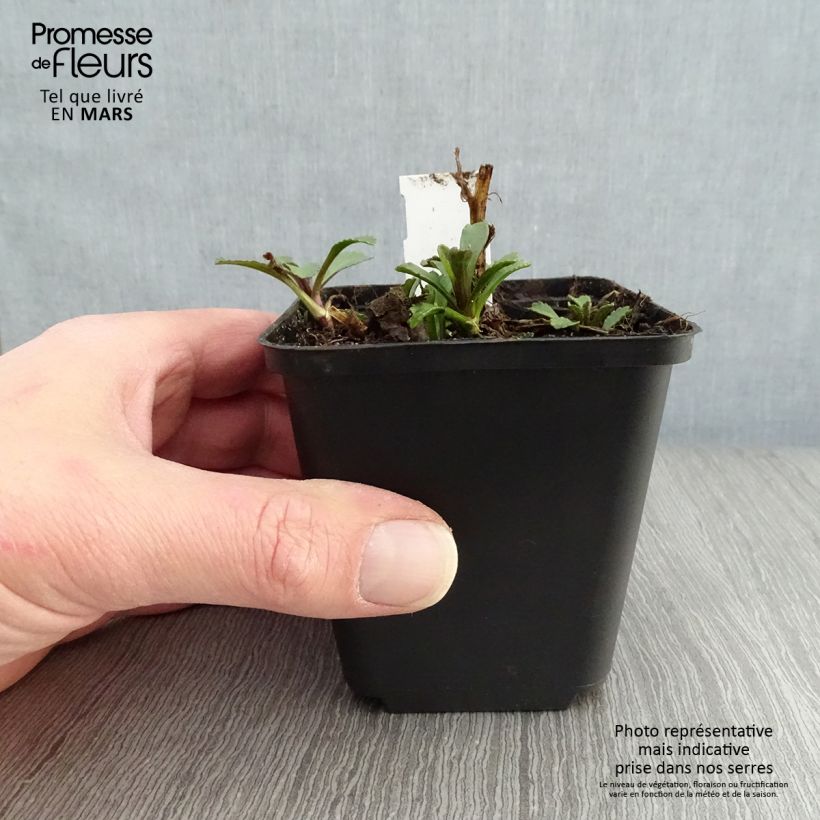 Exemplar von Großblumige Margerite Gruppenstolz - Leucanthemum Kleine Töpfe von 8/9 cm wie im Frühjahr geliefert