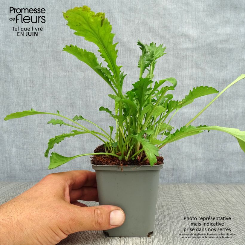 Exemplar von Magerwiesen-Margerite Maikonigin - Leucanthemum vulgare Kleine Töpfe von 8/9 cm wie im Sommer geliefert