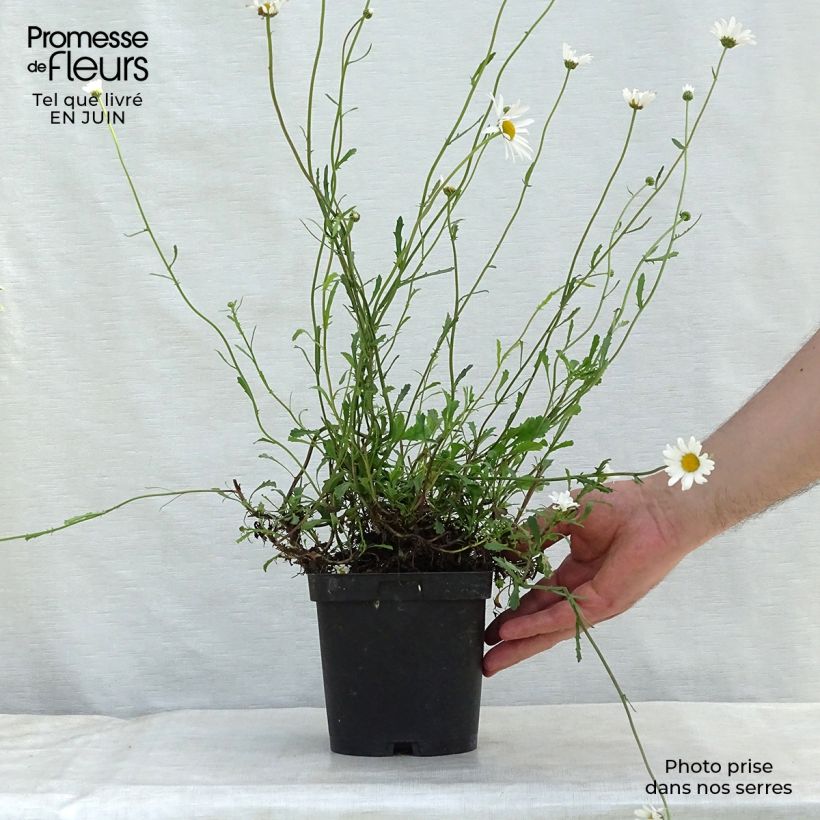 Exemplar von Magerwiesen-Margerite - Leucanthemum vulgare Topf mit 2L/3L wie im Sommer geliefert
