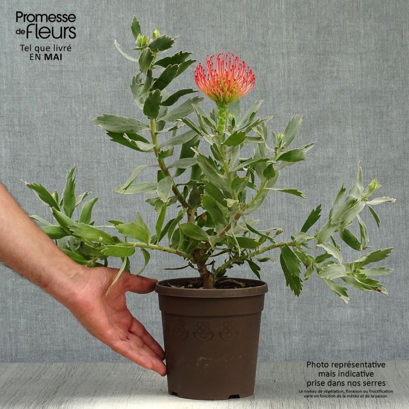 Exemplar von Leucospermum Carnival Red - Gärtnerprotee Topf mit 2L/3LGelieferte Höhe ca. 80cm wie im Frühjahr geliefert
