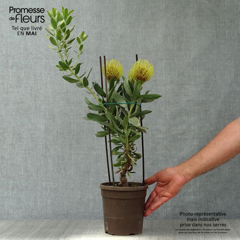 Exemplar von Leucospermum Copper Carnival - Gärtnerprotee Topf mit 2L/3LGelieferte Höhe ca. 40/50cm wie im Frühjahr geliefert