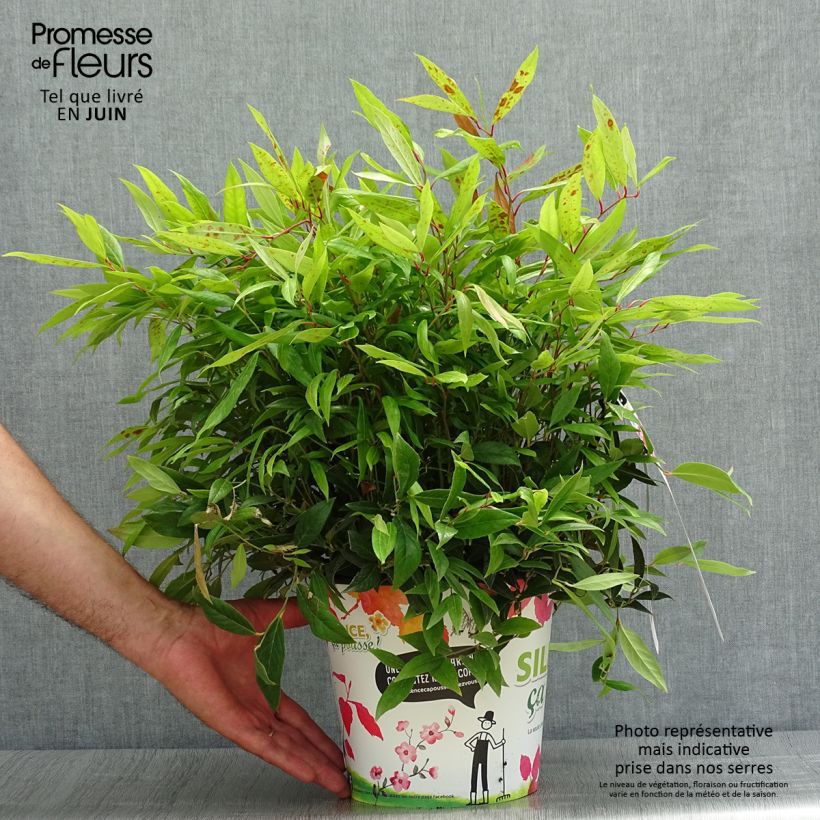 Exemplar von Traubenheide Red Lips - Leucothoe axillaris Topf mit 4L/5L wie im Sommer geliefert