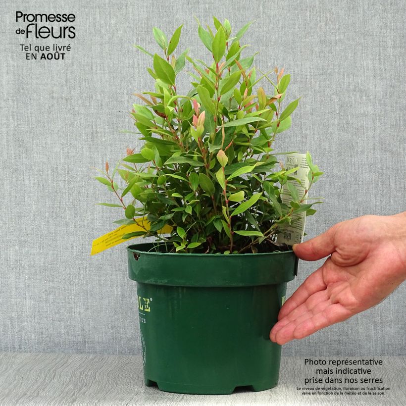 Exemplar von Traubenheide Little Flames - Leucothoe fontanesiana Topf mit 2L/3L wie im Sommer geliefert