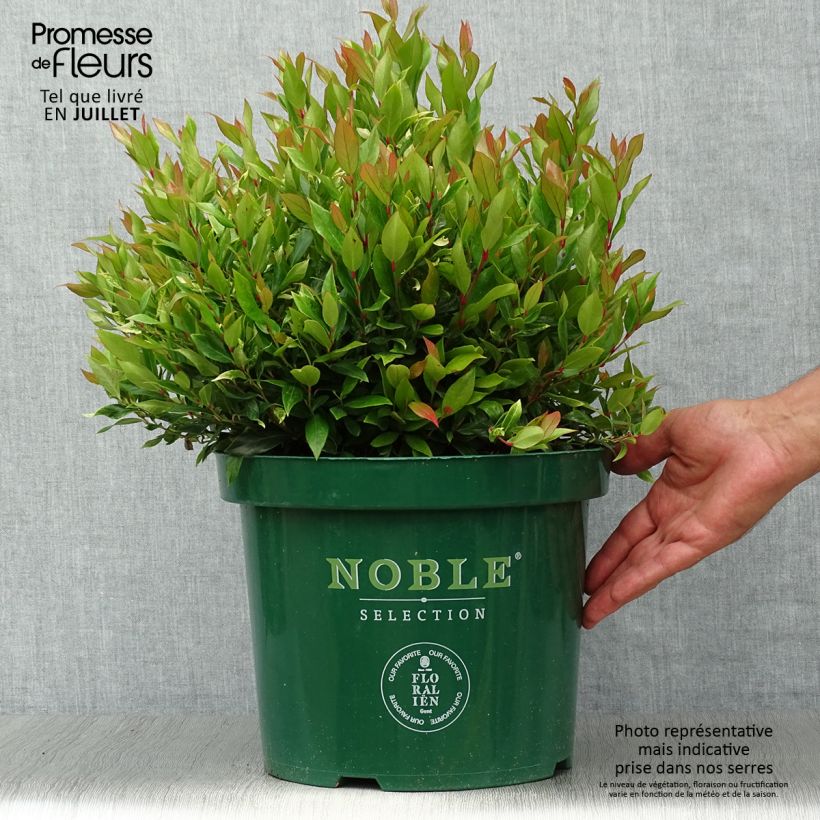 Exemplar von Traubenheide Little Flames - Leucothoe fontanesiana Topf mit 7,5L/10L wie im Sommer geliefert