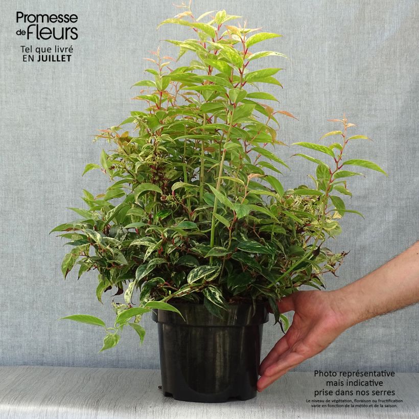 Exemplar von Traubenheide Makijaz - Leucothoe fontanesiana Topf mit 3L/4L wie im Sommer geliefert