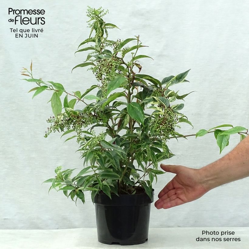 Exemplar von Traubenheide Rainbow - Leucothoe fontanesiana Topf mit 2L/3L wie im Sommer geliefert