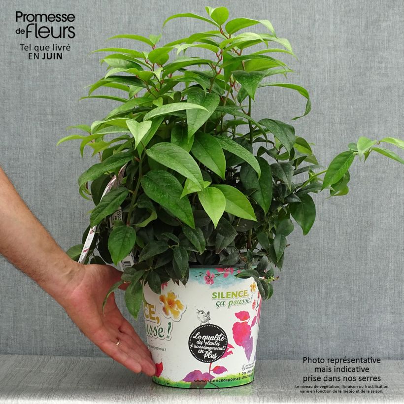 Exemplar von Traubenheide Dark Diamond - Leucothoe fontanesiana Topf mit 4L/5L wie im Sommer geliefert