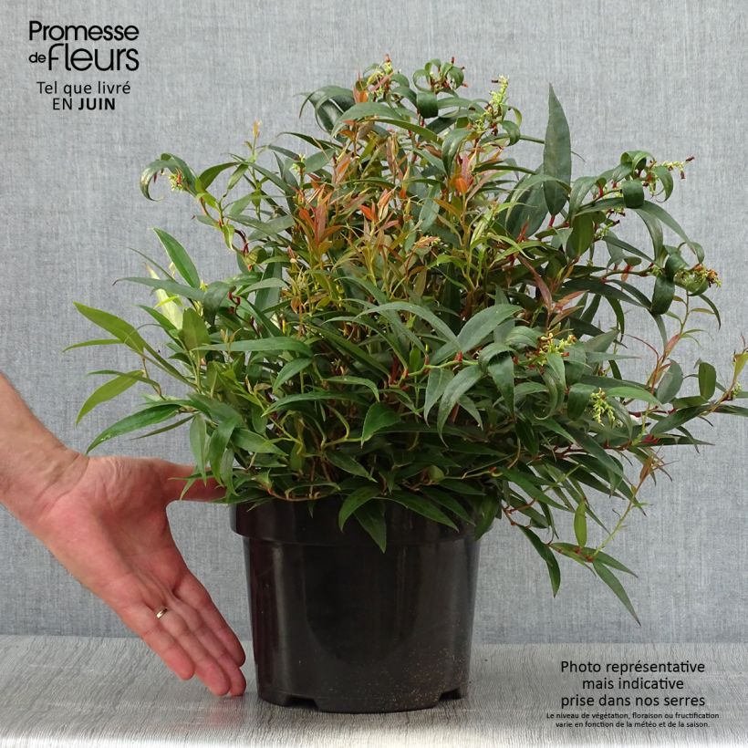 Exemplar von Traubenheide Burning Love - Leucothoe keiskei Topf mit 2L/3L wie im Sommer geliefert