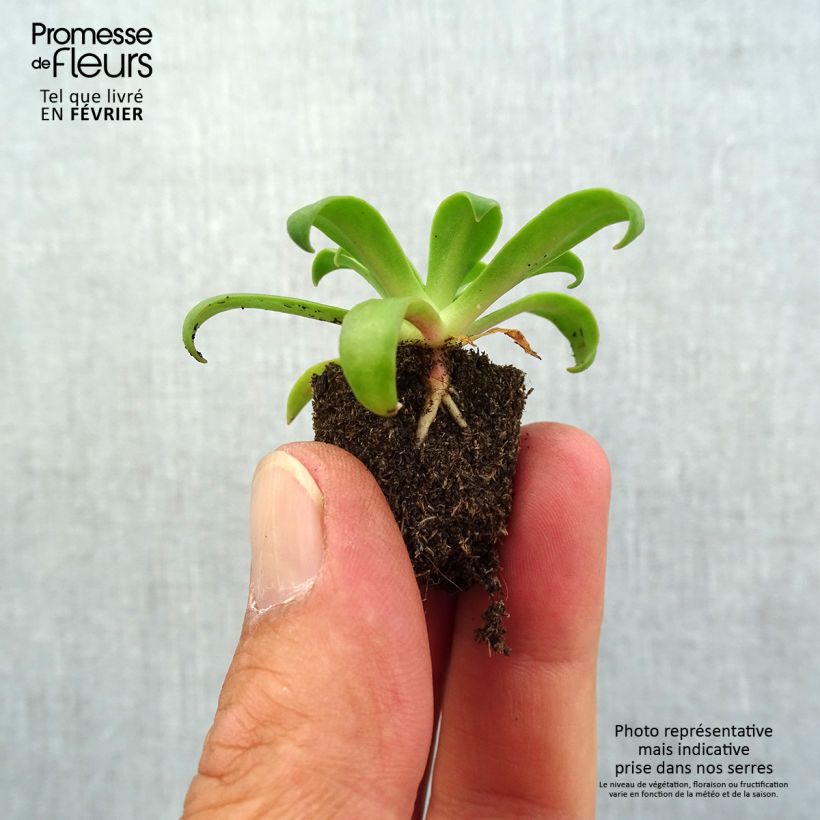 Exemplar von Lewisia cotyledon Ruby Red - Bitterwurz Mini-Plug Ø 1,5/2,5 cm wie im Herbst geliefert