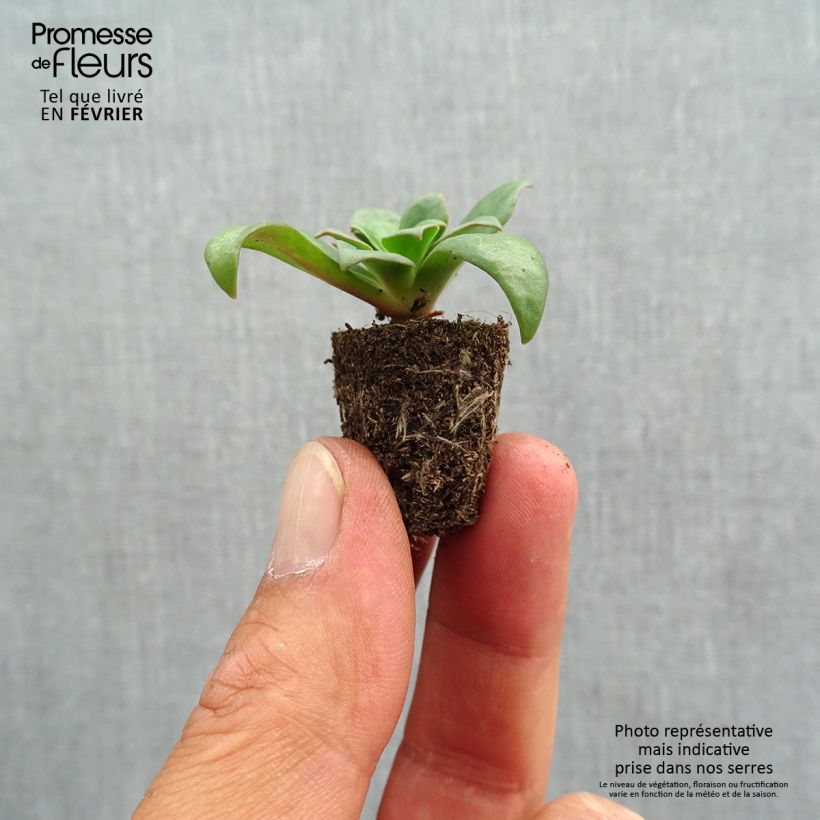 Exemplar von Lewisia cotyledon Elise Mix - Bitterwurz Mini-Plug Ø 1,5/2,5 cm wie im Herbst geliefert