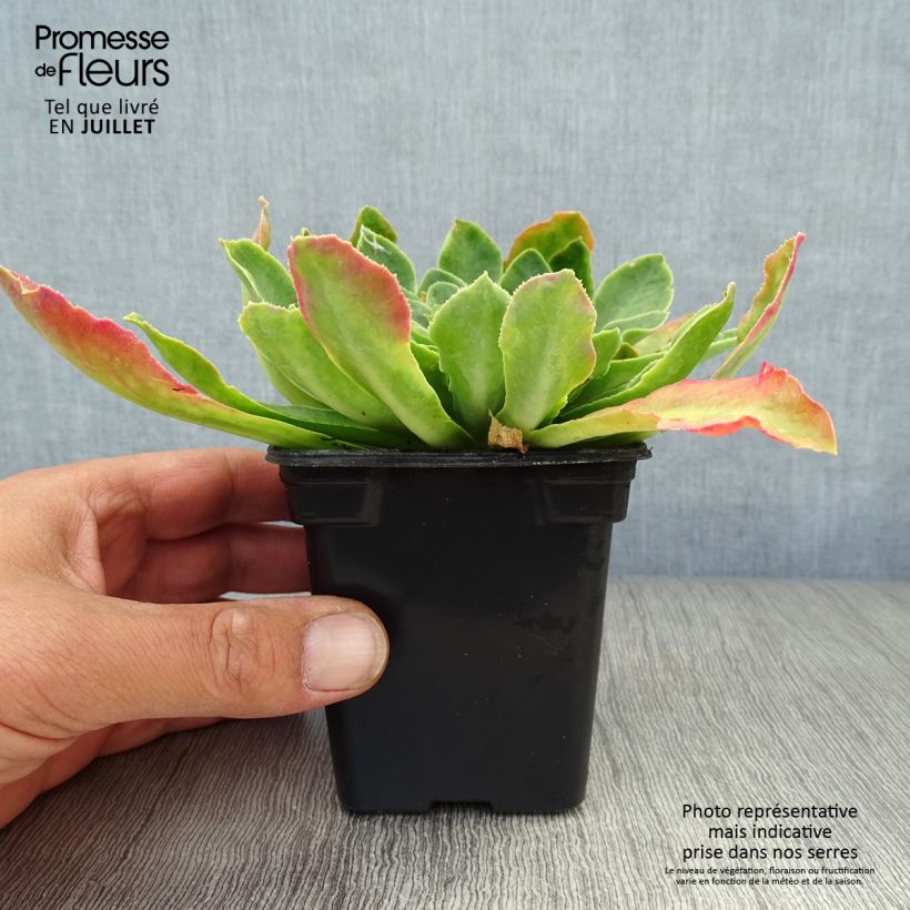 Exemplar von Lewisia cotyledon Mix - Bitterwurz Kleine Töpfe von 7/8 cm wie im Sommer geliefert