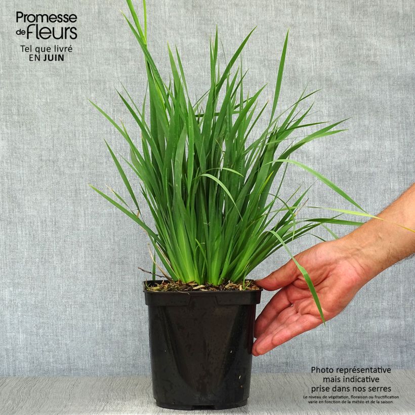 Exemplar von Libertia sessiliflora Caerulescens Topf mit 2L/3L wie im Sommer geliefert
