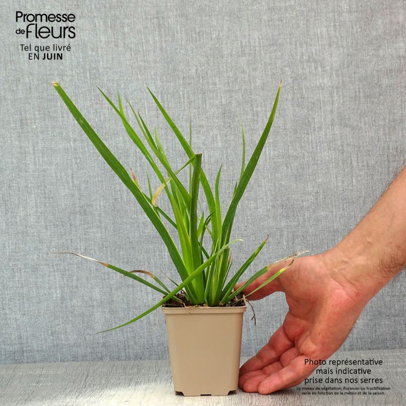 Exemplar von Libertia formosa - Iris du Chili Godet de 8/9 cm wie im Frühjahr geliefert