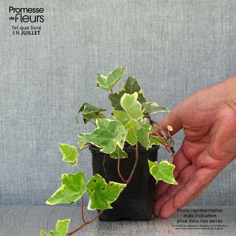 Exemplar von Gelbbunter Efeu Goldchild - Hedera helix Kleine Töpfe von 8/9 cm wie im Sommer geliefert