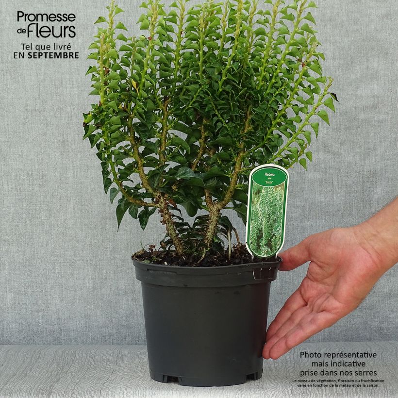 Exemplar von Efeu Erecta - Hedera helix Topf mit 2L/3L wie im Herbst geliefert