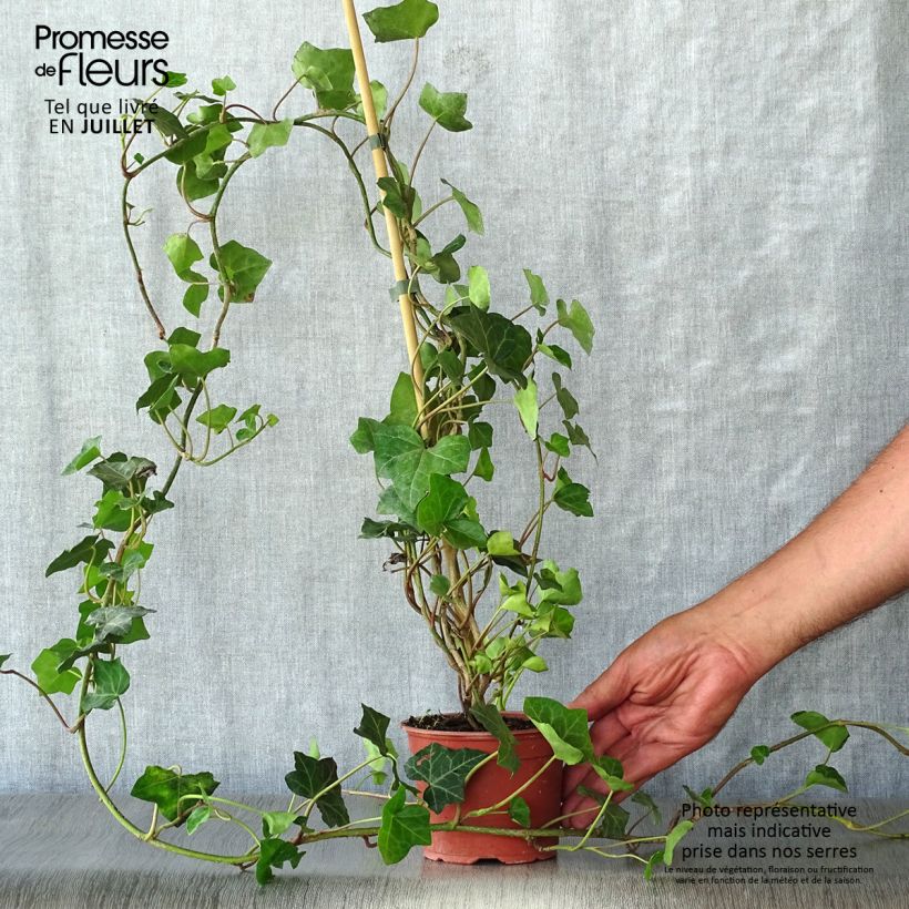 Exemplar von Hedera hibernica - Irischer Efeu Kleine Töpfe von 8/9 cm wie im Sommer geliefert