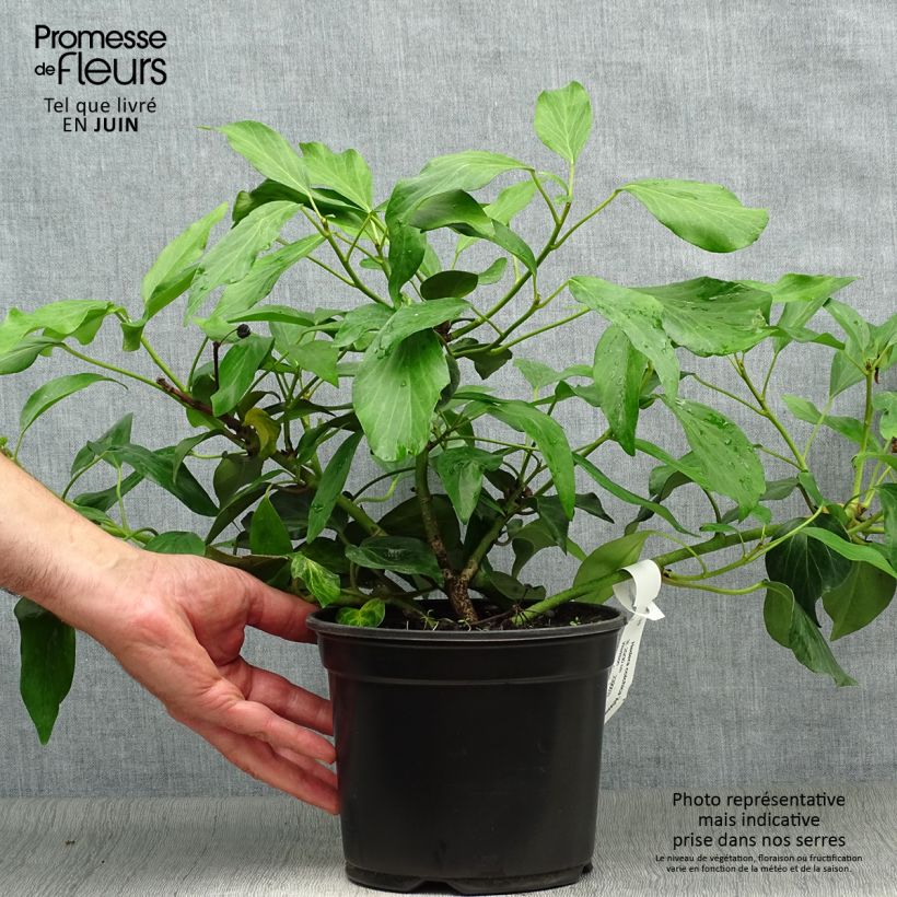 Exemplar von Hedera colchica Arborescens - Kaukasus Efeu Topf mit 2L/3L wie im Sommer geliefert