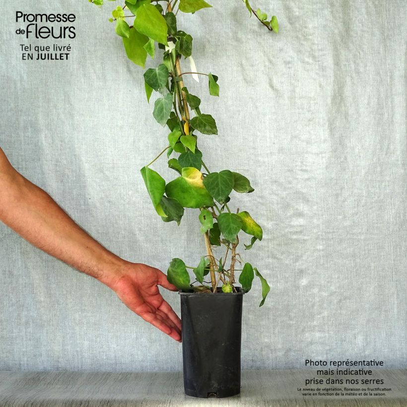 Exemplar von Hedera colchica - Kaukasus Efeu Topf mit 2L/3L wie im Sommer geliefert