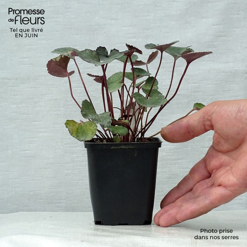 Exemplar von Ligularia dentata Pandora - Strauß-Goldkolben Kleine Töpfe von 8/9 cm wie im Sommer geliefert