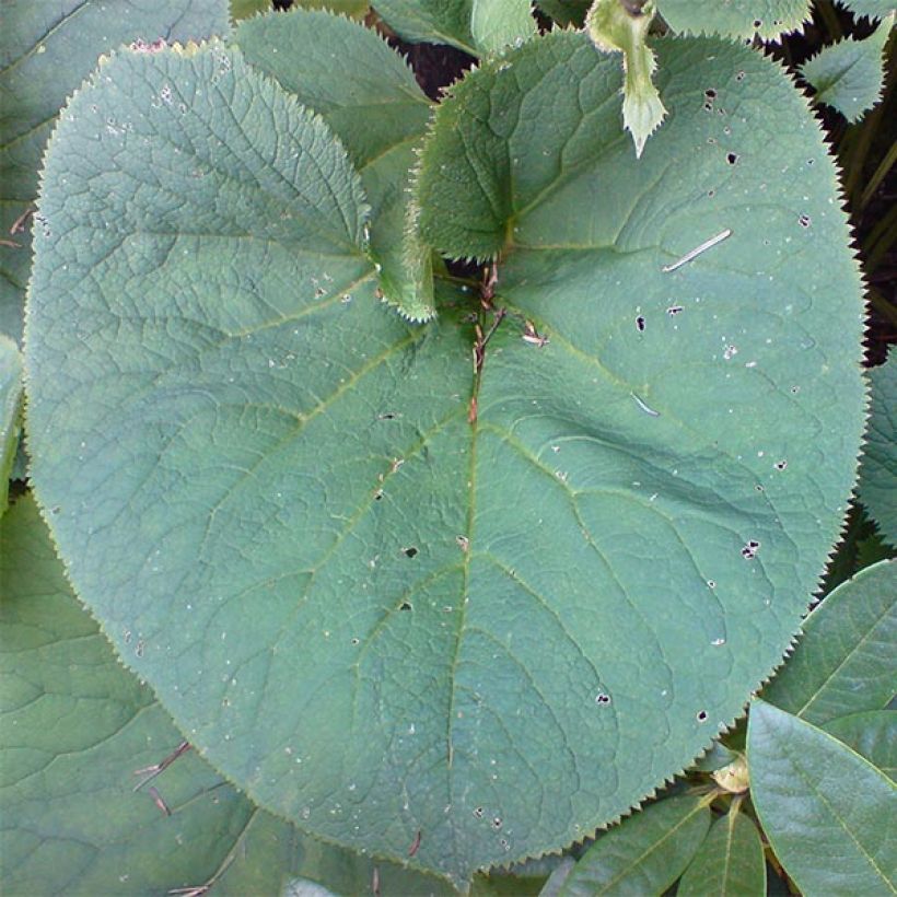 Ligularia fischeri - Fischers Goldkolben (Laub)