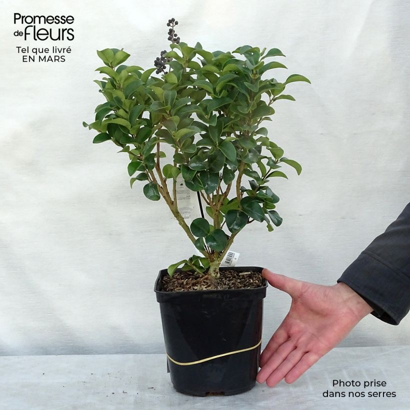 Exemplar von Japanischer Liguster Coriaceum - Ligustrum japonicum Topf mit 3L/4L wie im Winter geliefert