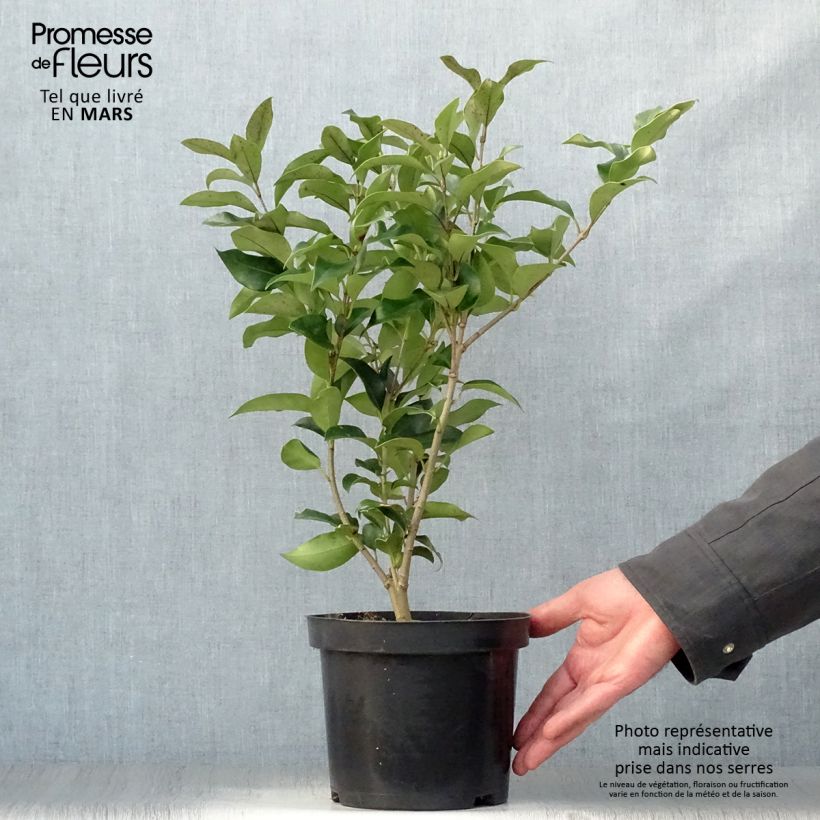 Exemplar von Japanischer Liguster Green Century - Ligustrum japonicum Topf mit 2L/3LGelieferte Höhe ca. 50/60cm wie im Frühjahr geliefert