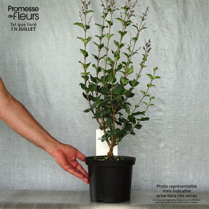 Exemplar von Syringa Bloomerang Dark Purple - Zwerg-Duftflieder Topf mit 3L/4L wie im Sommer geliefert