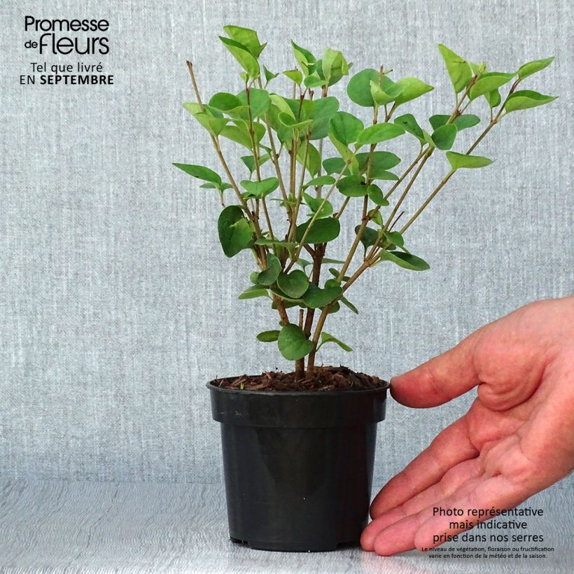 Exemplar von Syringa Tinkerbelle - Zwerg-Duftflieder Topf 10 cm/11cm wie im Herbst geliefert