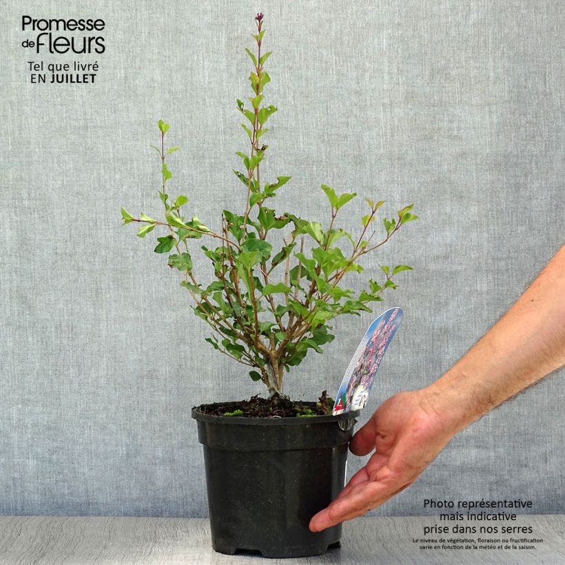 Exemplar von Zwerg-Duftflieder Palibin - Syringa meyeri Topf mit 2L/3L wie im Sommer geliefert