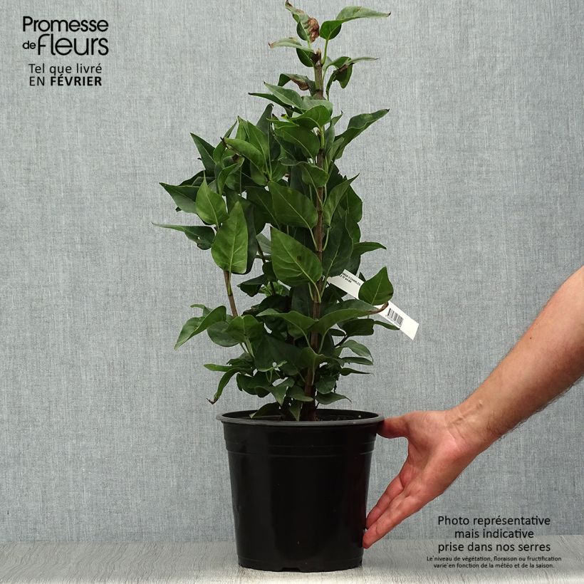 Exemplar von Edelflieder Charles Joly - Syringa vulgaris Topf mit 2L/3L wie im Herbst geliefert
