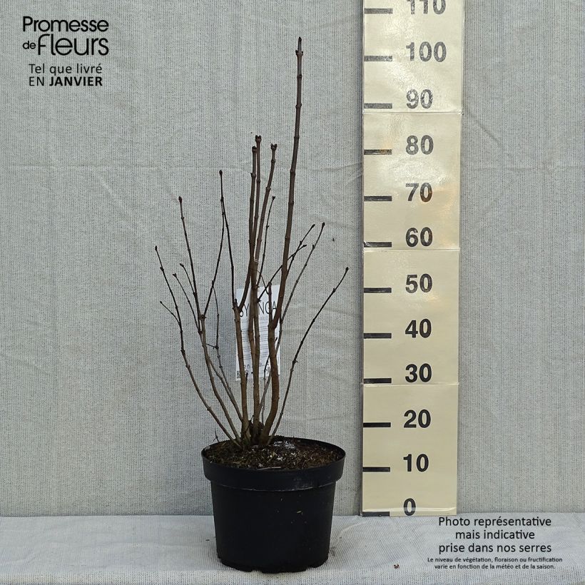 Exemplar von Edelflieder Charles Joly - Syringa vulgaris Topf mit 7,5L/10L wie im Winter geliefert